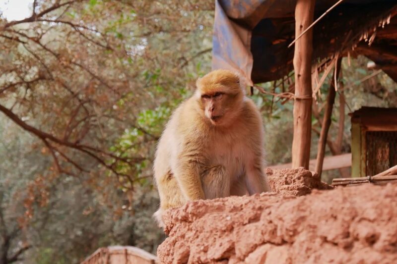 Marrakech: Ouzoud Waterfalls Day-Trip - Transportation and Inclusions