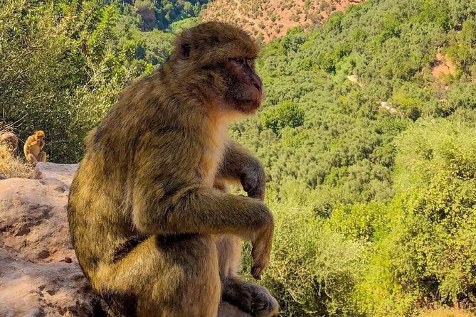 Marrakech : Ouzoud Waterfalls, Guided MountainTour & Boat Ride - Wildlife and Dining Opportunities
