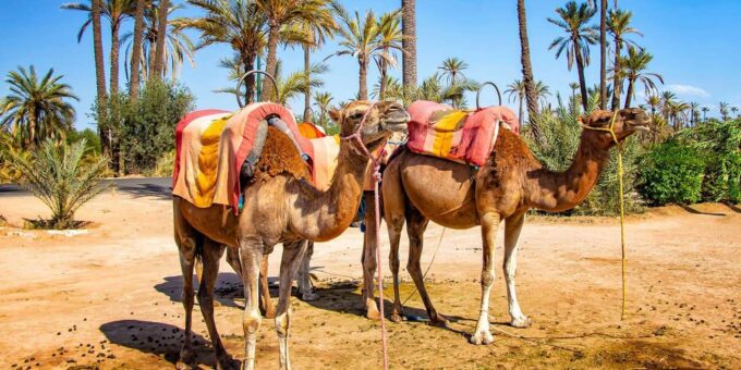 Marrakech Palmeraie : 3 Hours Camel Ride & Quad Bike - Frequently Asked Questions