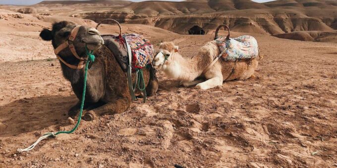 Marrakech: Paragliding, Camel Ride, and Berber Camp Tour - Fitness and Physical Considerations