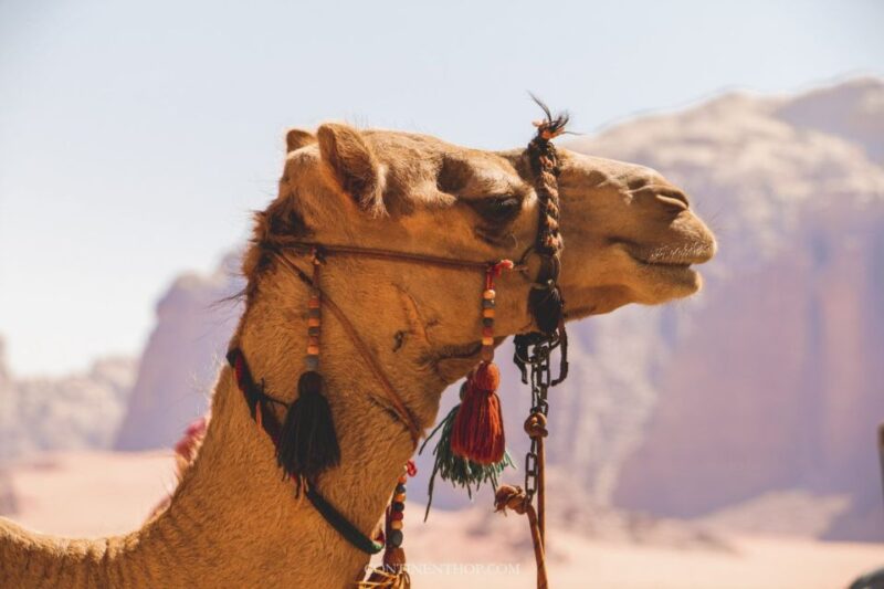 Marrakech: Private Day Trip Desert Agafay & Atlas Mountains - Good To Know