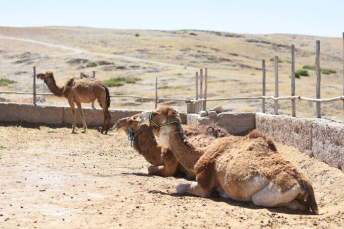 Marrakech: Private Day Trip Desert Agafay & Atlas Mountains - Convenient Transportation and Pickup