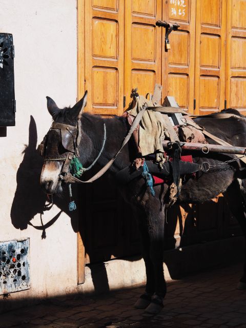 Marrakech Sightseeing With a Local Guide: Small Group Tour - Cultural Immersion