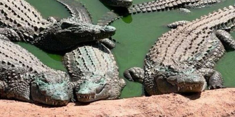 Marrakech to Agadir Day Trip - Inclusions and Amenities