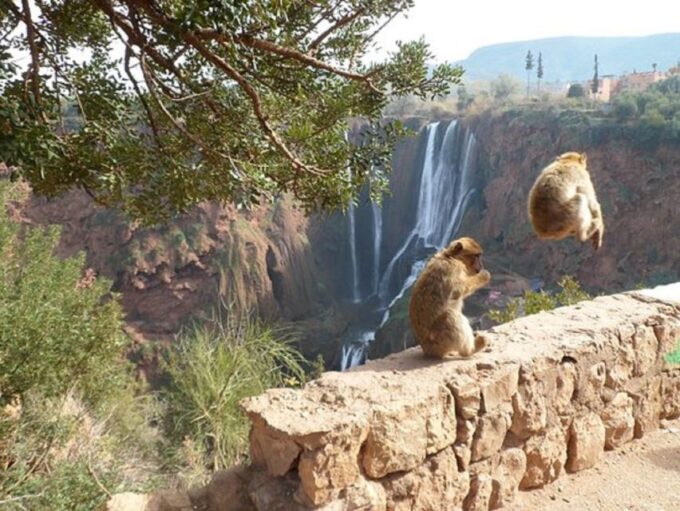 Marrakech To Ouzoud Waterfalls All Exclusive Day Trip - Frequently Asked Questions