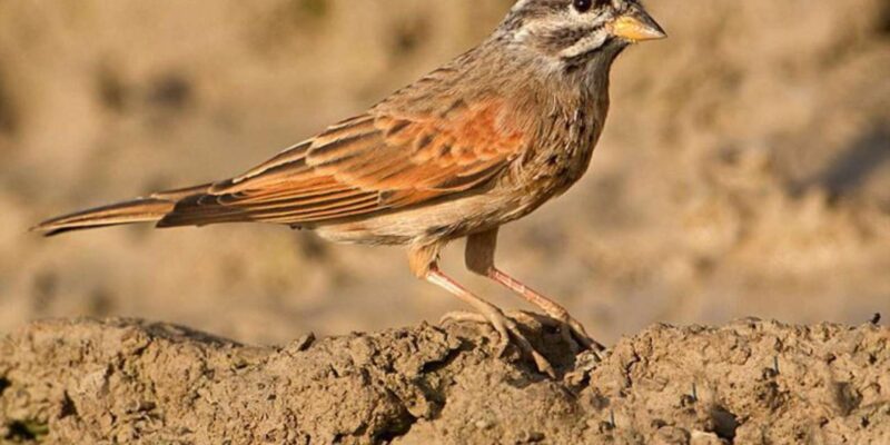 Marrakech Winged Wonders:Exploring the Atlas With Binoculars - Good To Know