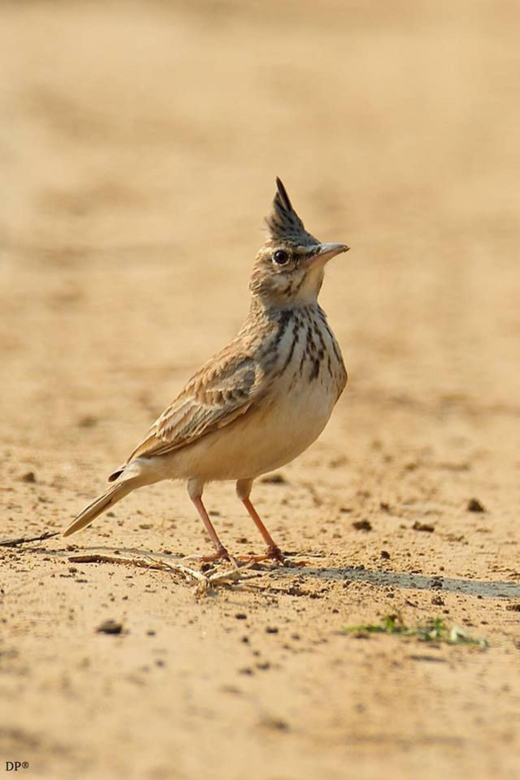 Marrakech Winged Wonders:Exploring the Atlas With Binoculars - Birding in the Oukaimeden Region