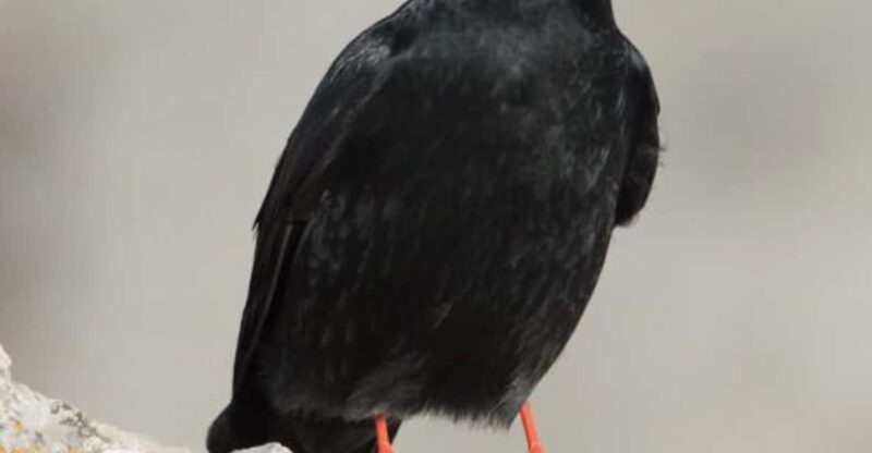 Marrakech Winged Wonders:Exploring the Atlas With Binoculars - Identifying Endemic Bird Species
