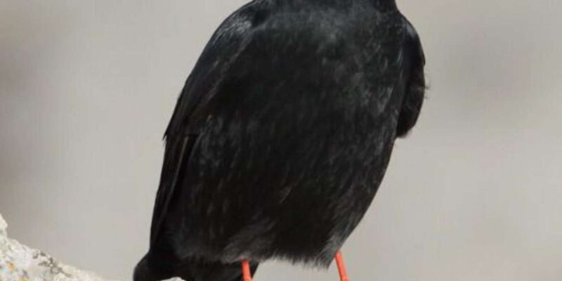 Marrakech Winged Wonders:Exploring the Atlas With Binoculars - Migratory Birds of Morocco