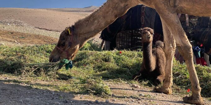 Marrakech:Explore Desert Agafay Camel&Quad With Dinner&Show - Preparing for Your Desert Excursion