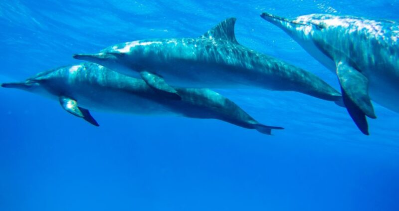 Marsa Alam: Dolphin-Watching Cruise With Snorkeling & Lunch - Tips for a Great Experience