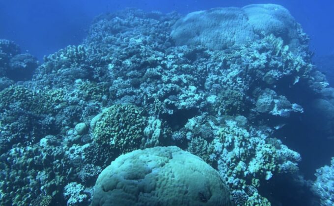 Marsa Alam: Elite Vip Turtle Bay Snorkeling With BBQ Lunch - What to Bring