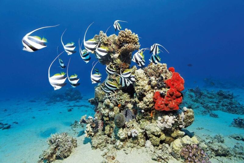 Marsa Alam: Hamata Islands Snorkeling Trip With Lunch - Inclusions and Amenities