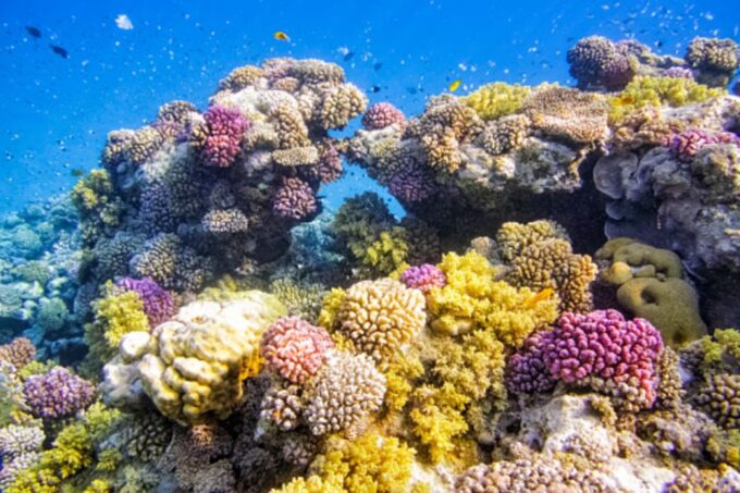 Marsa Alam: Hamata Islands Snorkeling Trip With Lunch - Frequently Asked Questions