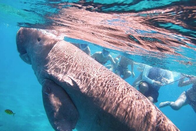Marsa Alam : Marsa Mubarak Sea Snorkeling Boat Trip With Lunch & Transfer - Lunch Options and Quality