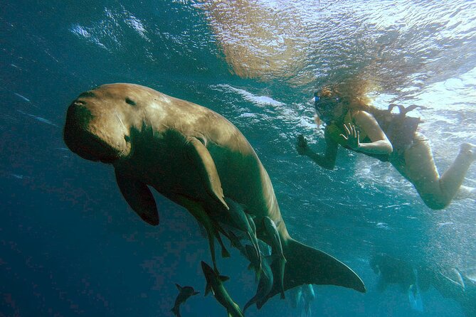 Marsa Mubarak Snorkeling With Dugong and Turtles - Marsaalam - Good To Know