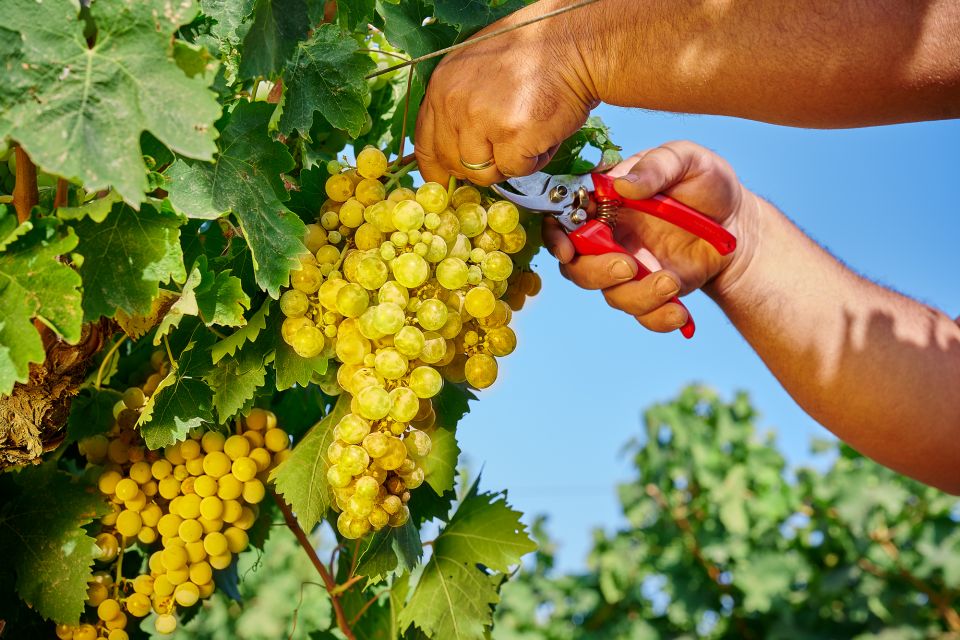 Marsala: Florio Winery Tour With Food-Paired Wine Tastings - Booking Information