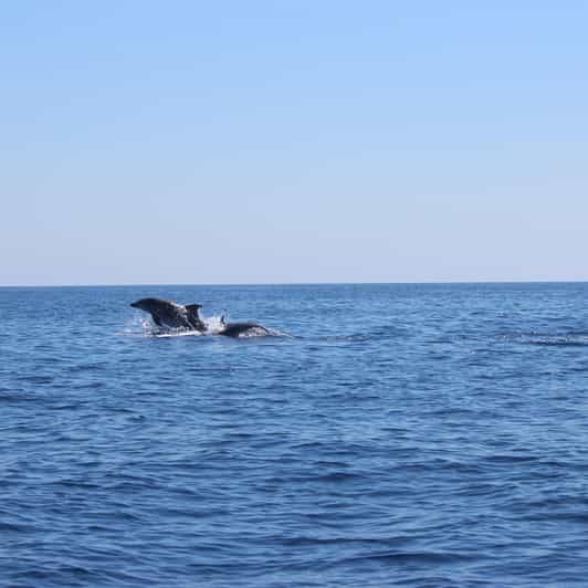 Marsaskala: Dolphin Watching Boat Tour - An Authentic Malta Experience: What the Tour Offers