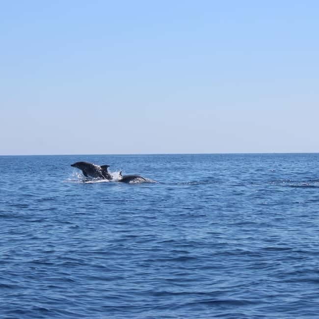Marsaskala: Dolphin Watching Boat Tour - The Experience: What Travelers Can Expect  