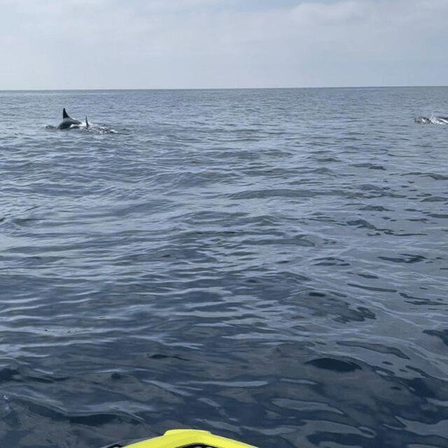 Marsaskala: Dolphin Watching Boat Tour - Authenticity and Additional Insights  
