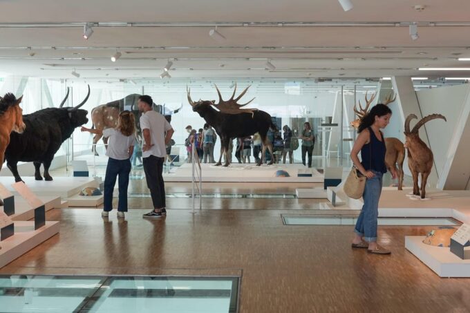 Marseille: Cosquer Cave Ticket & Panier District Audio Tour - Ask Away