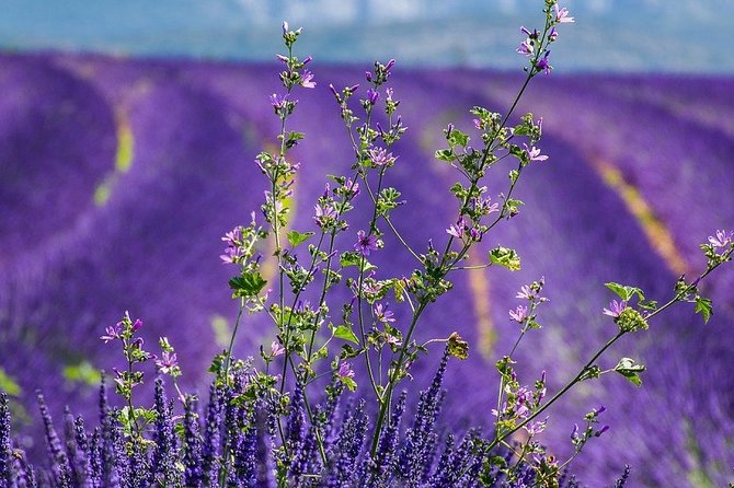 Marseille Cruise Ship Port -Transfer From or to Marseille Airport - Vehicle Comfort and Amenities