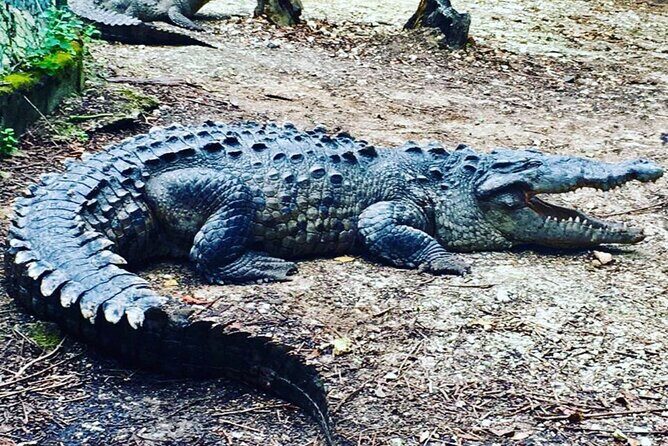 Martha Brae Rafting and City Tour from Falmouth Cruise Port - Final Thoughts