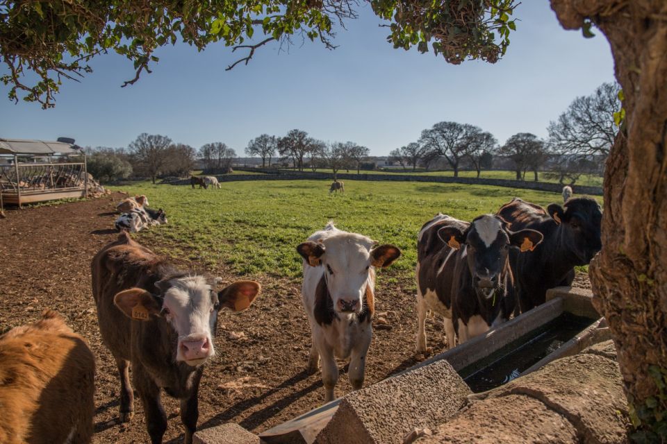 Martina Franca E-Bike Tour and Visit to a Breeding - Apulian Black Pigs Encounter