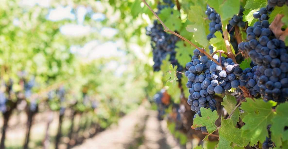 Martina Franca: Wine & Local Products Tasting - Key Points