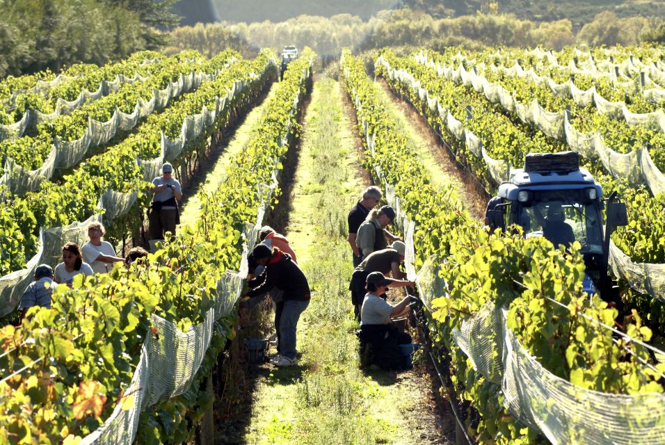 Martinborough Winery Tour - Frequently Asked Questions
