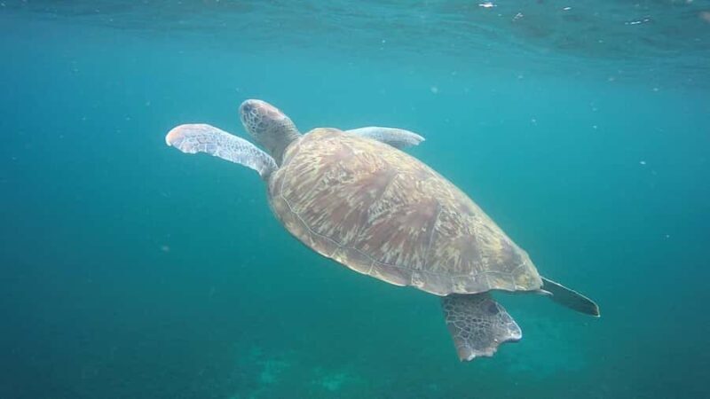 Martinique: Cruise and Snorkel with Turtles, Fish, and Corals - What We Loved and What to Consider