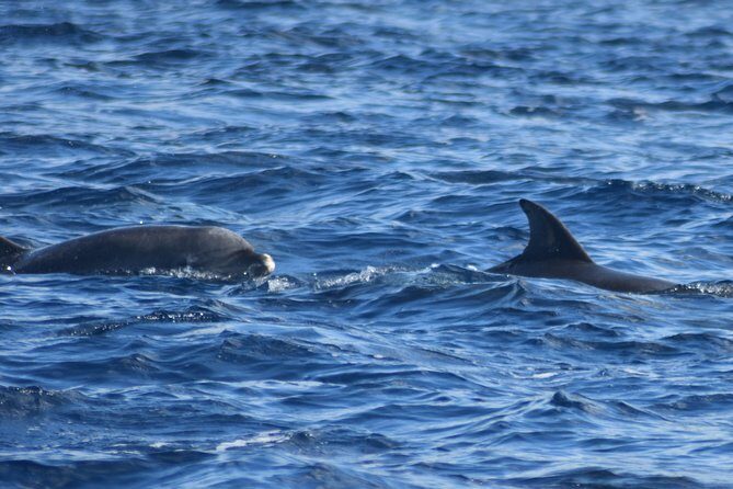 Martinique : Observation des dauphins et snorkeling - FAQ