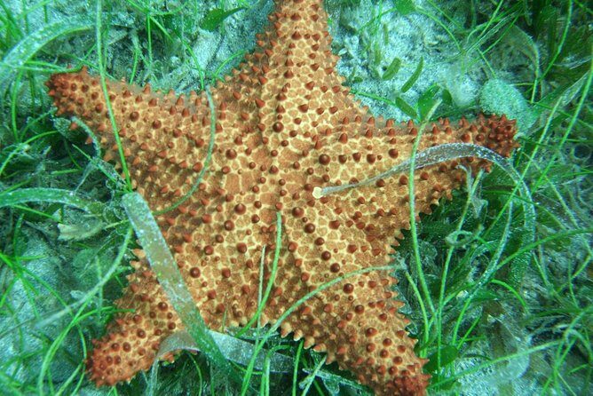 Martinique South Island Private Tour - Exploring the Itinerary in Detail