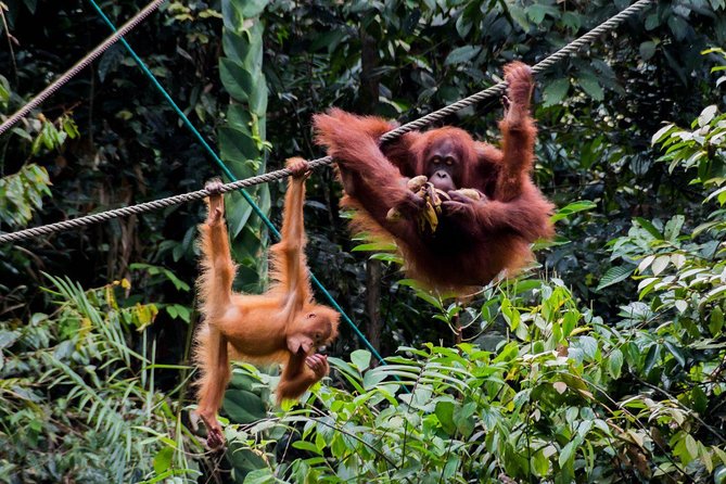 Marvellous Creature Orangutan : Sarawak Semenggoh Wildlife Centre Tour - Traveler Experiences