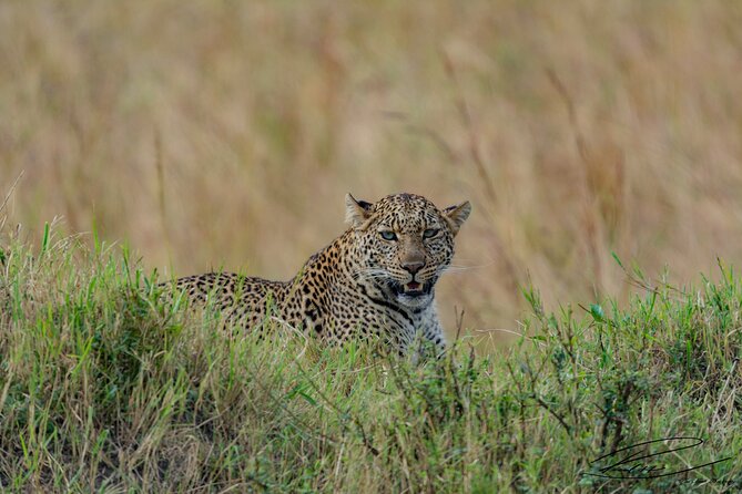 Masai Mara 3Days Safari Adventure - Pickup and Departure Details