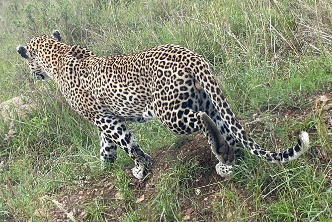 Masai Mara, Amboseli National Park 5days Safari. - Accommodation and Dining Options