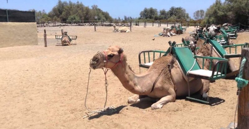 Maspalomas: 2-Seater E-Scooter Dunes Tour /Optional Camel - Key Points
