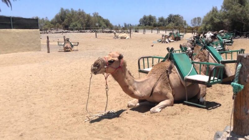 Maspalomas: 2-Seater E-Scooter Dunes Tour /Optional Camel - Tour Highlights