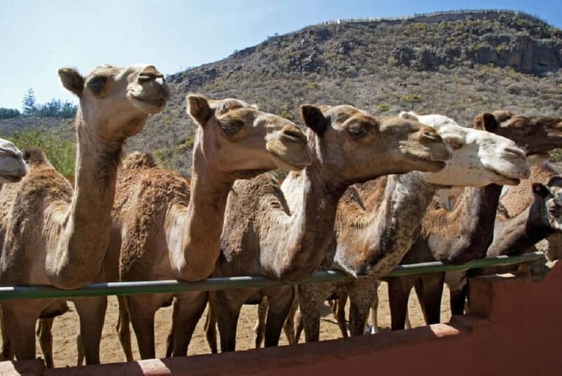 Maspalomas: 2-Seater E-Scooter Dunes Tour with Camel - The Sum Up