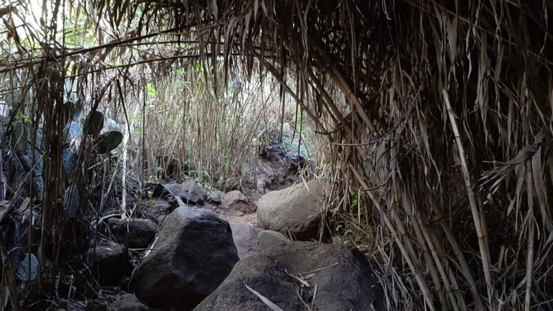 Maspalomas: Barranco De Los Cernicalos Rainforest Hike - Highlights and Experiences