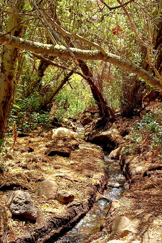 Maspalomas: Barranco De Los Cernicalos Rainforest Hike - What to Expect