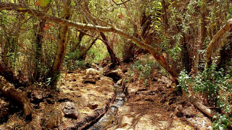 Maspalomas: Barranco De Los Cernicalos Rainforest Hike - Why Choose This Hike