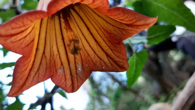 Maspalomas: Barranco De Los Cernicalos Rainforest Hike - Frequently Asked Questions