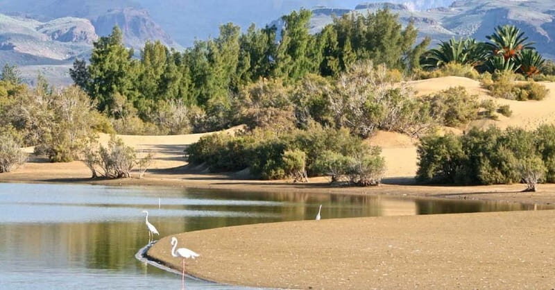 Maspalomas: E-Bike Sightseeing Sunset Tour or Morning Tour - Discovering Gran Canaria on Two Wheels
