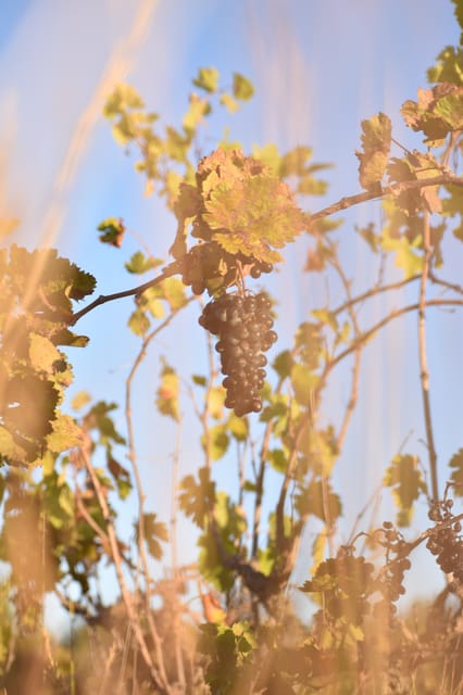 Massmamier La Mignarde: Wine Tasting - Sum Up