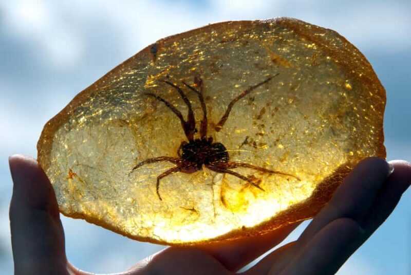 Matakohe: The Kauri Museum Entry Ticket - The Sum Up