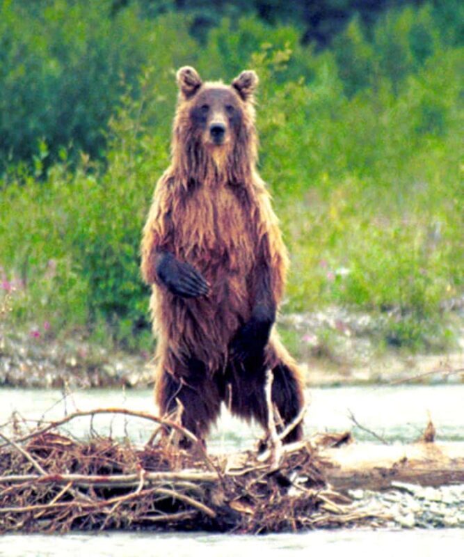 Matanuska River Scenic Float - Introduction: A Gentle Journey Through Glacier Country