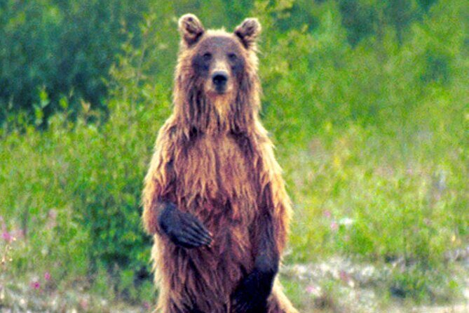 Matanuska River Scenic Float - An In-Depth Look at the Matanuska River Scenic Float