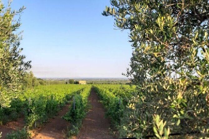 Matera half day - Value and Pricing