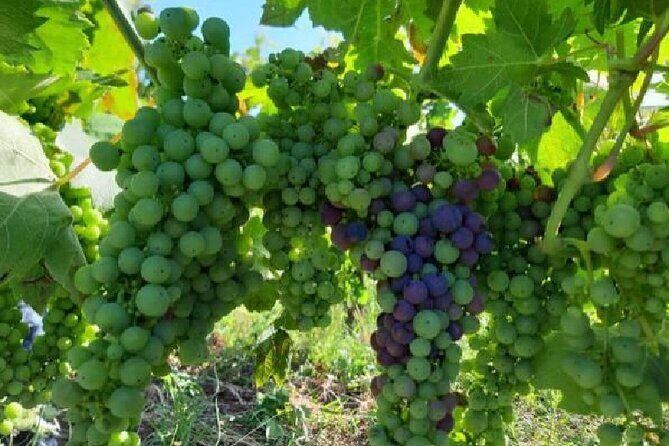 Matera half day - Authentic Experiences Highlighted